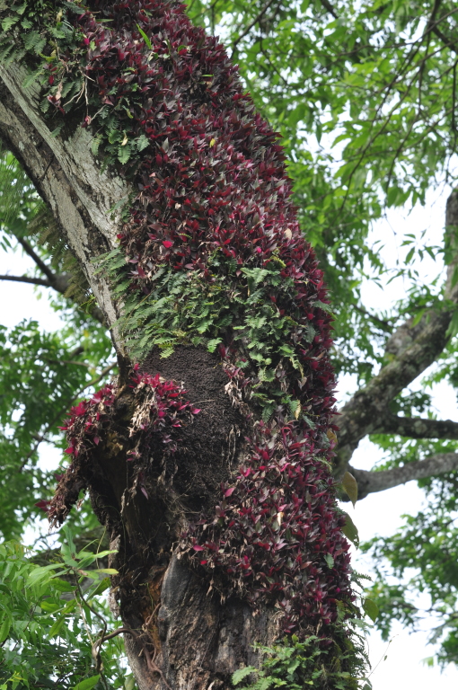 DSC_0216b.JPG