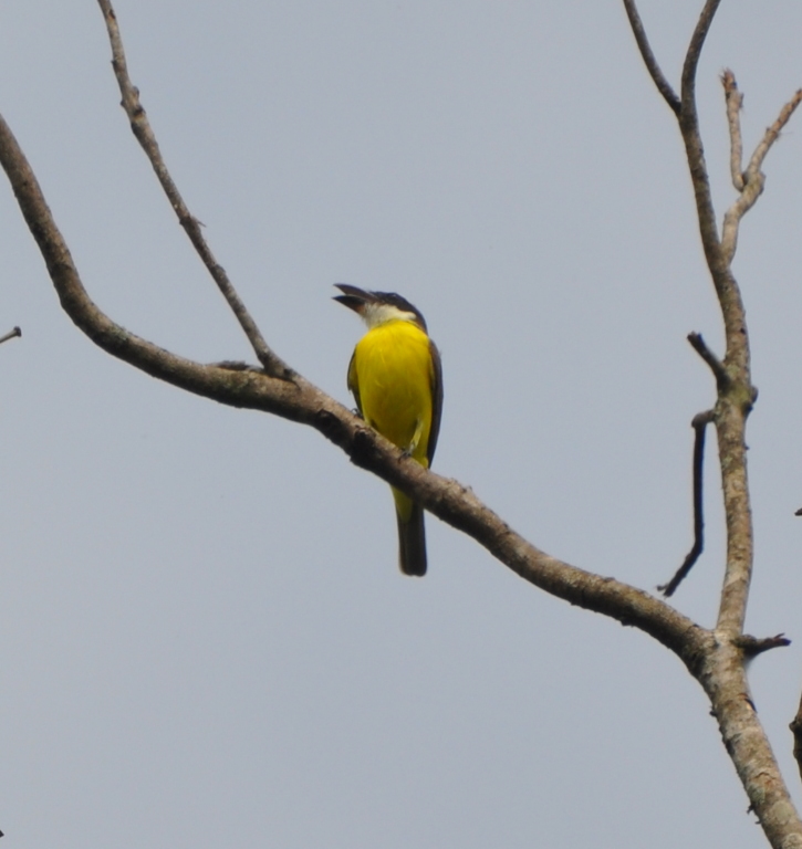 DSC_0254b.JPG