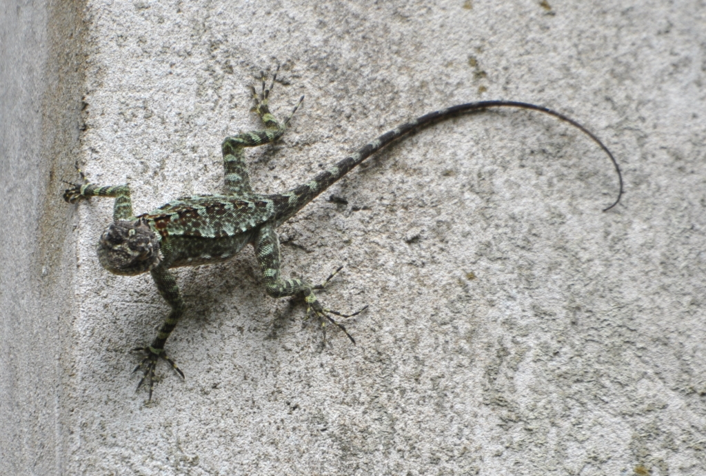 DSC_0292b.JPG