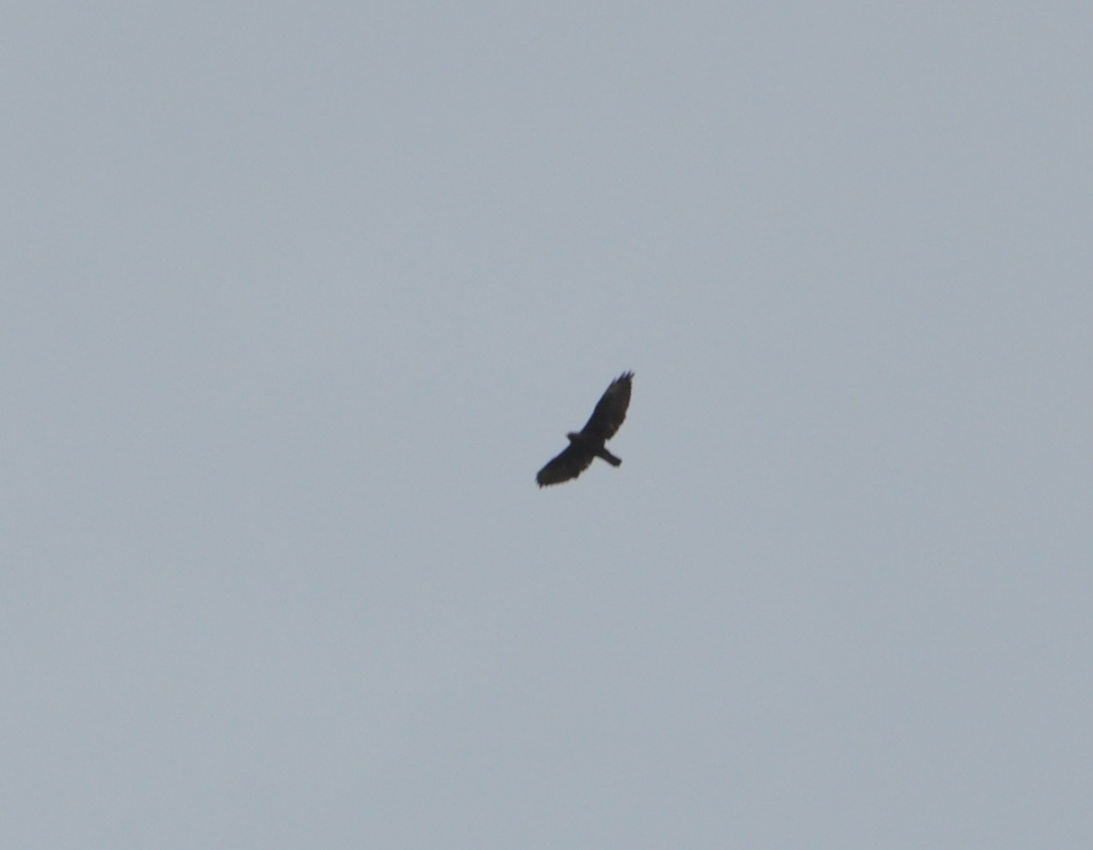 DSC_0308b.JPG