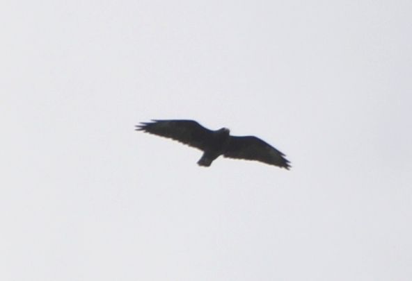 DSC_0317b.JPG