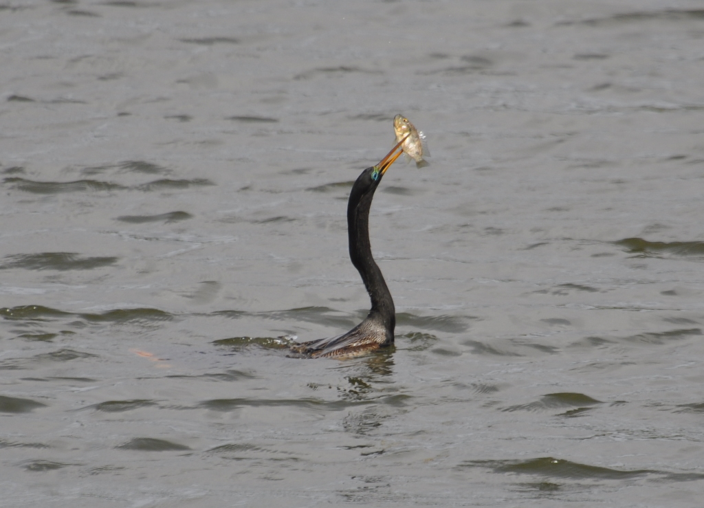 DSC_0472b.JPG