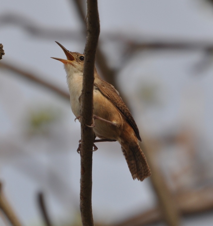 DSC_0631b.JPG