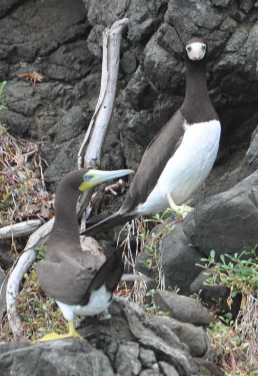 DSC_0882b.JPG