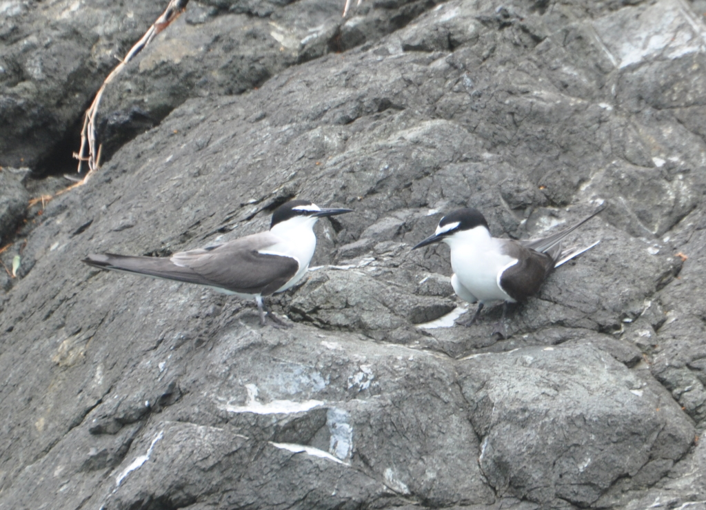 DSC_0945b.JPG