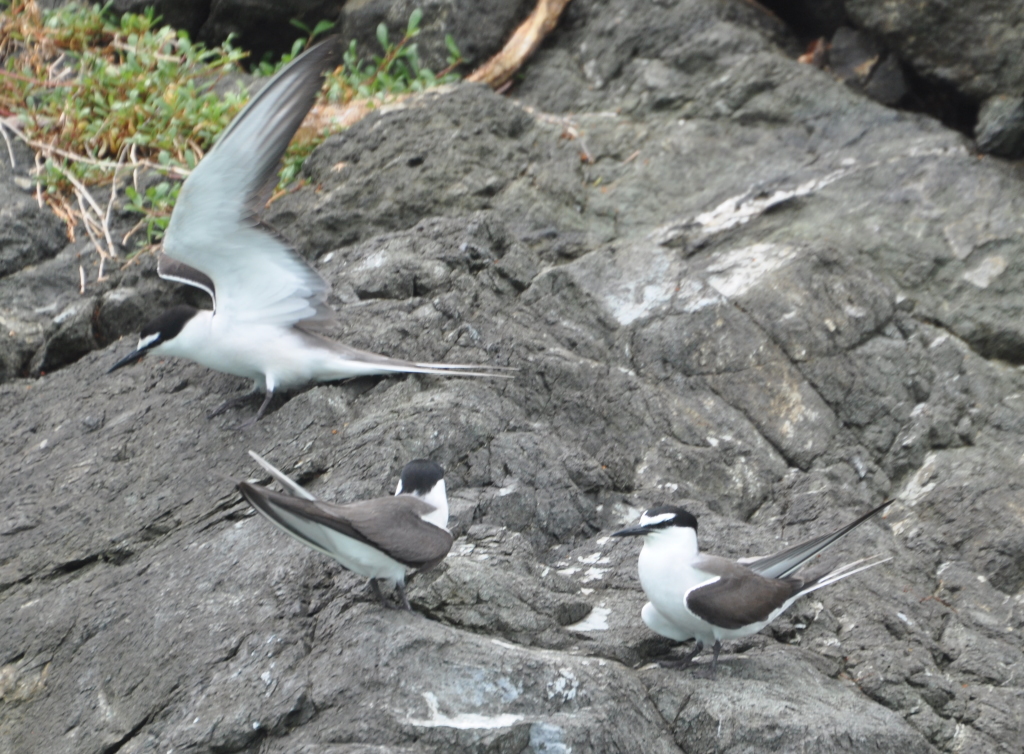 DSC_0011b.JPG