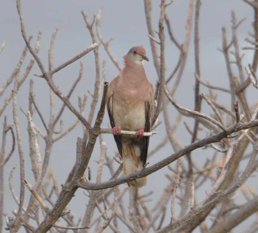 DSC_0532b.JPG