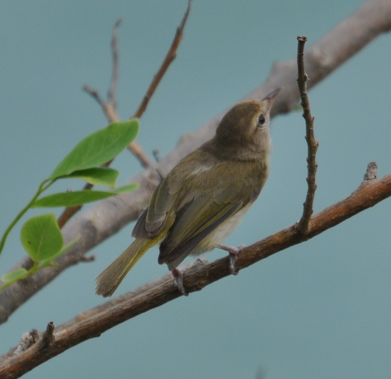 DSC_0612b.JPG