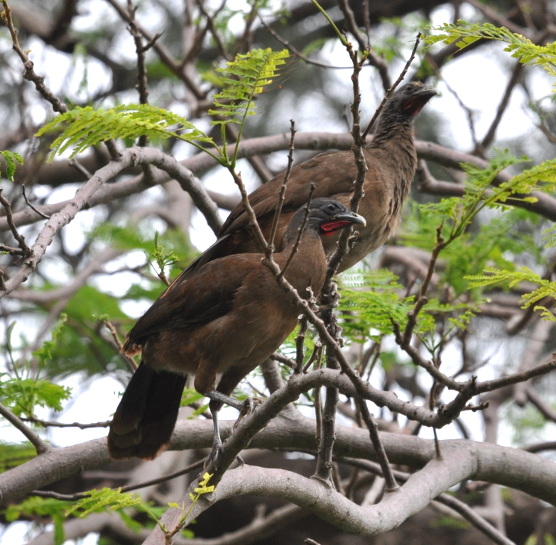 DSC_0810b.JPG