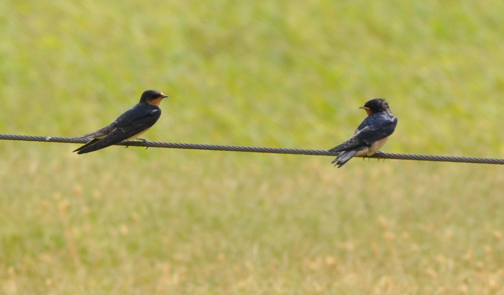DSC_0943b.JPG