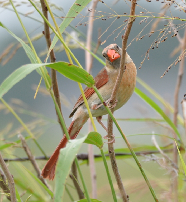 DSC_0102b.JPG