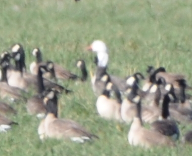 A Snow Goose among the many Canada/Cackling geese.