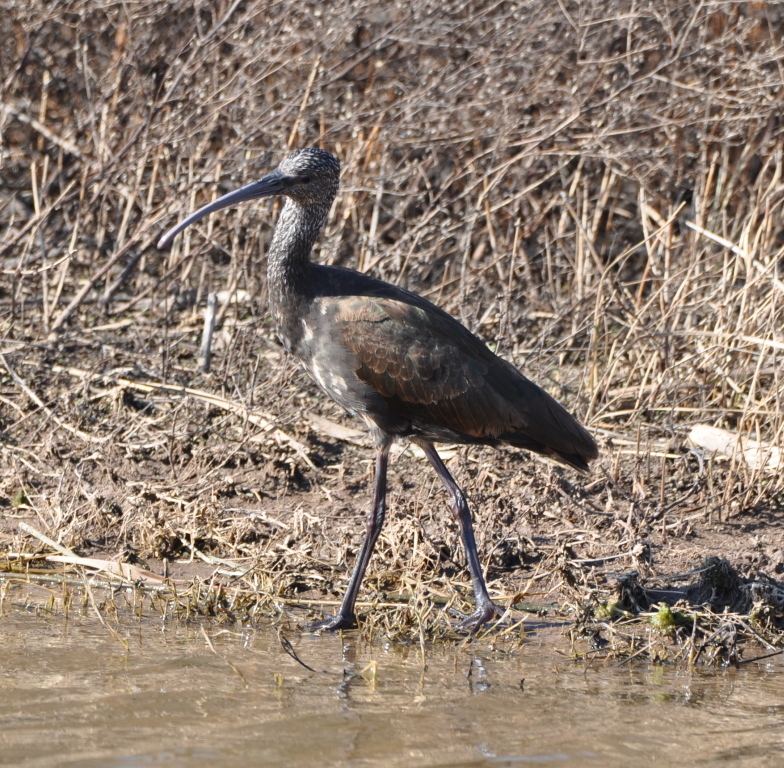 DSC_1036b.JPG