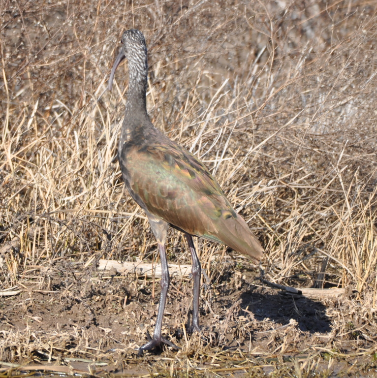 DSC_1050b.JPG