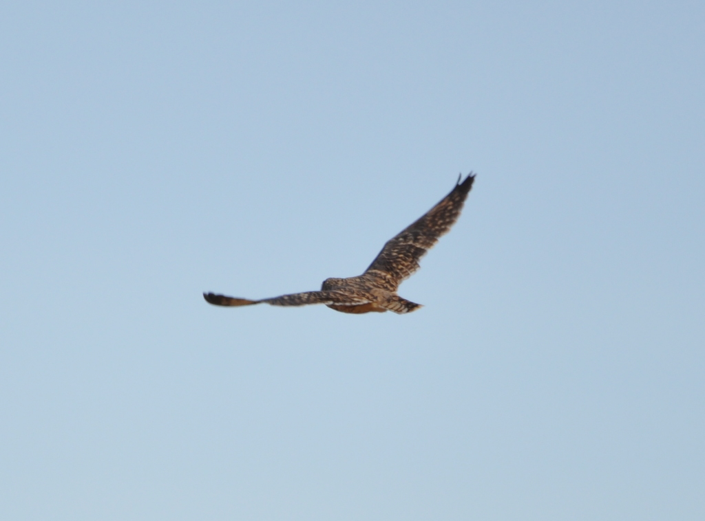 DSC_1294b.JPG
