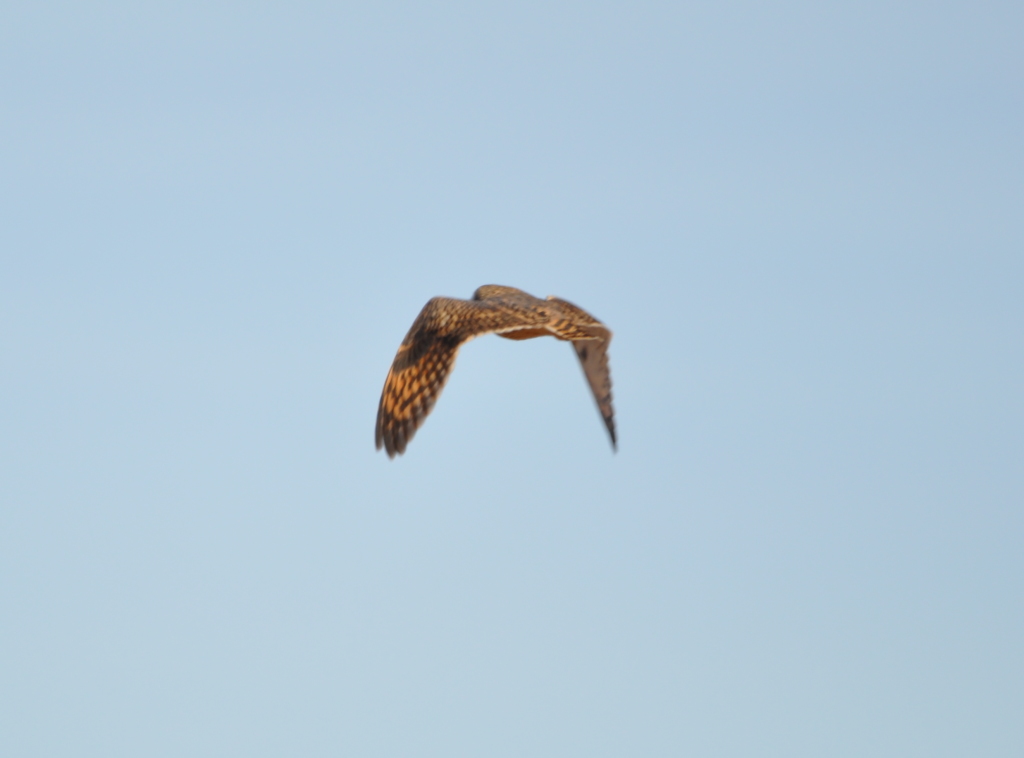 DSC_1320b.JPG