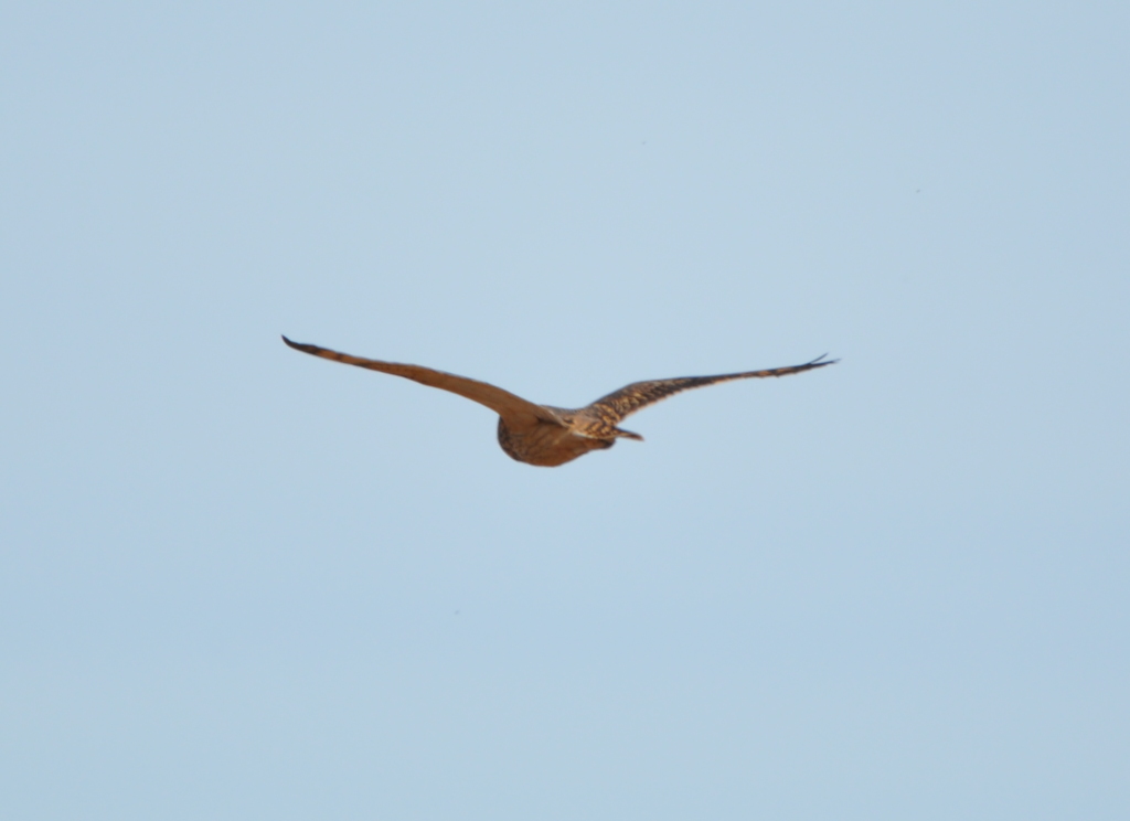 DSC_1321b.JPG