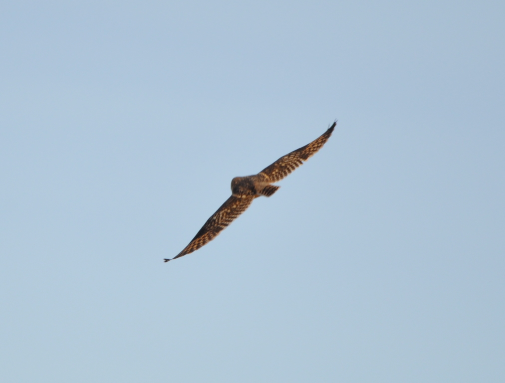 DSC_1339b.JPG