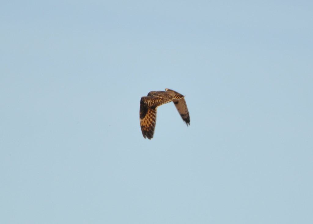 DSC_1342b.JPG