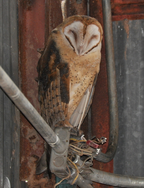 DSC_0534b.JPG