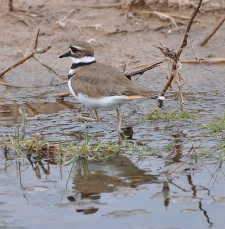 DSC_0584b.JPG