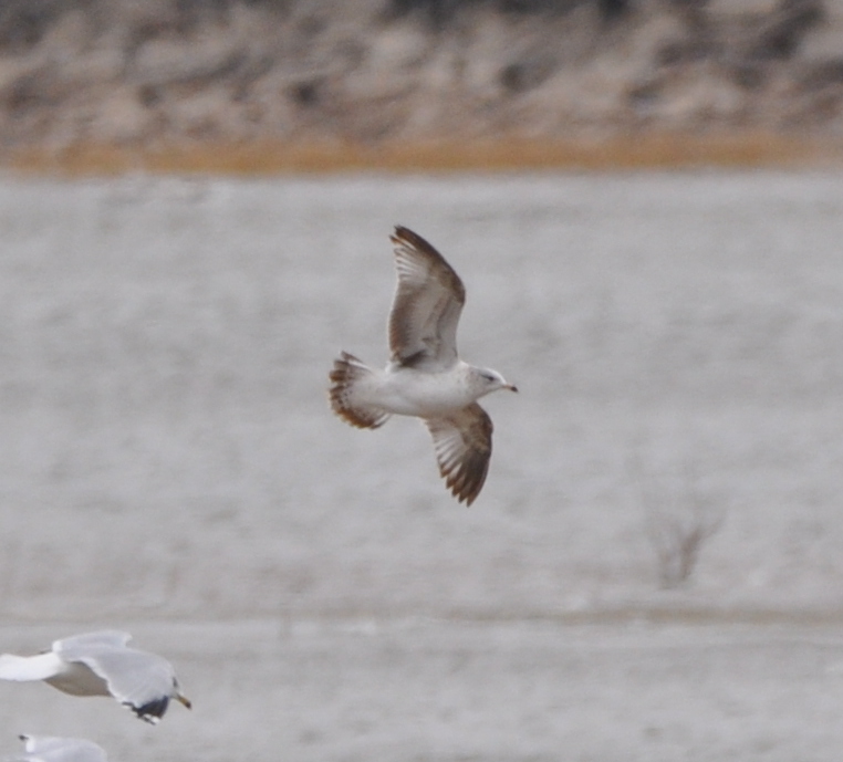 DSC_0408b.JPG