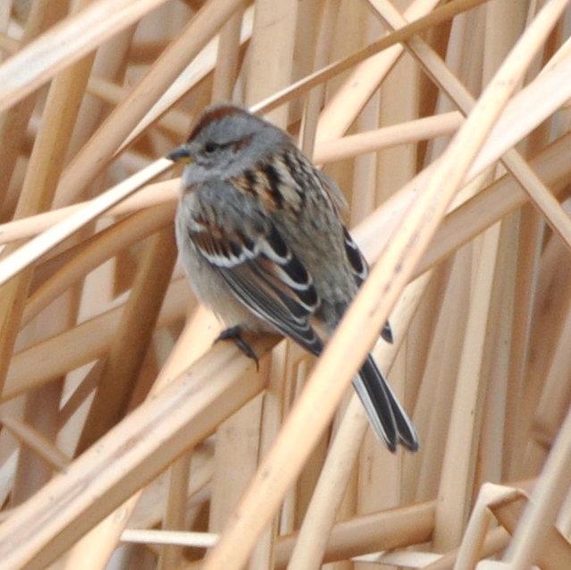 DSC_0454b.JPG