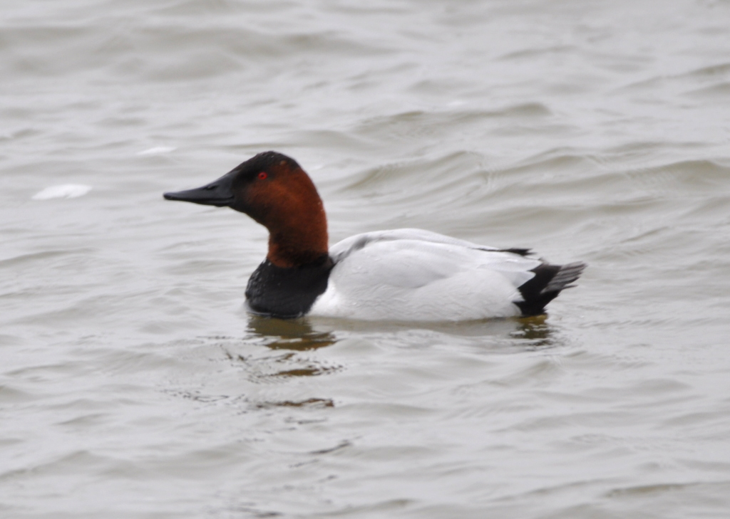 DSC_0508b.JPG