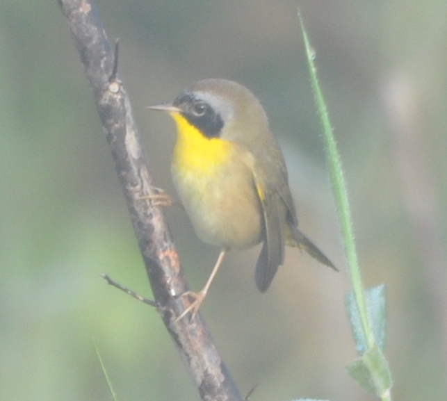 DSC_1494b.JPG