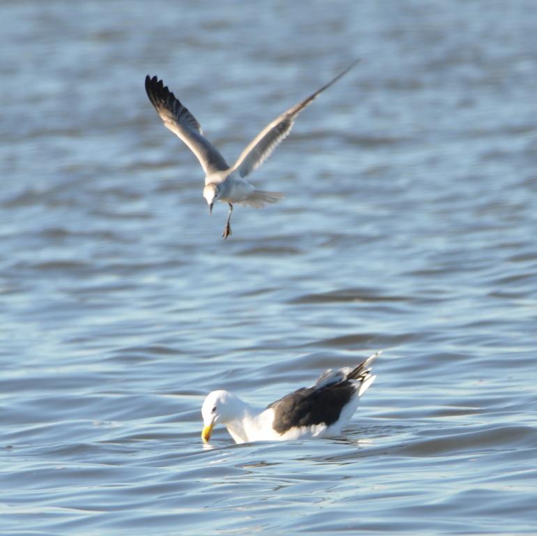 DSC_2006b.JPG