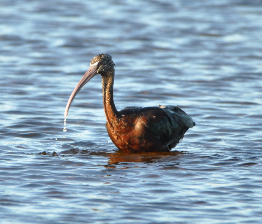DSC_2164b.JPG