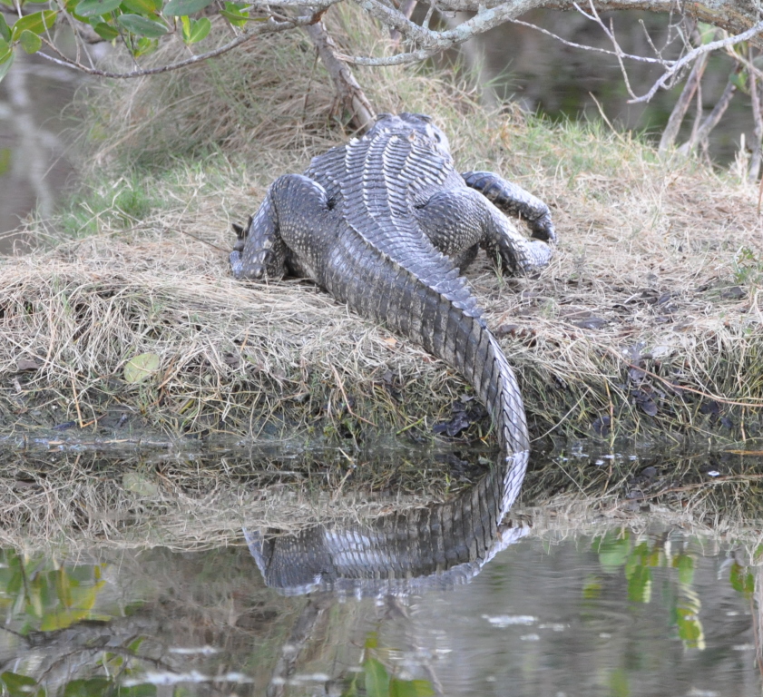 DSC_2352b.JPG