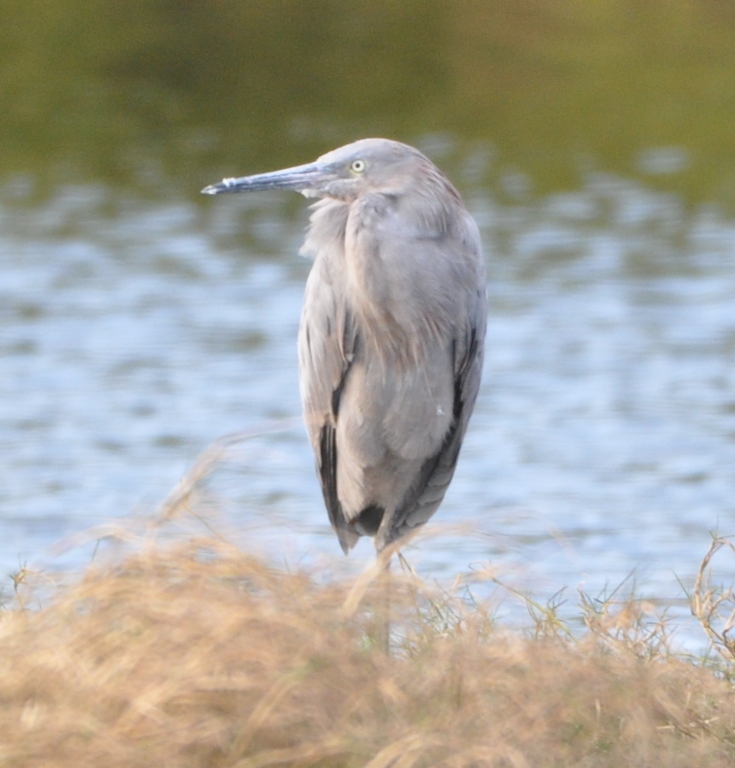 DSC_0236b.JPG