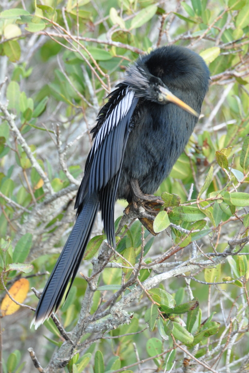 DSC_0297b.JPG