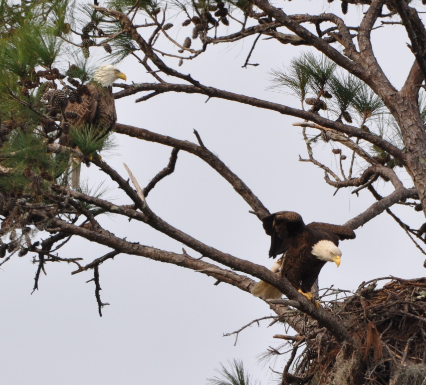 DSC_0038b.JPG