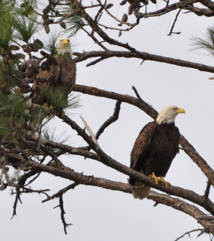 DSC_0057b.JPG