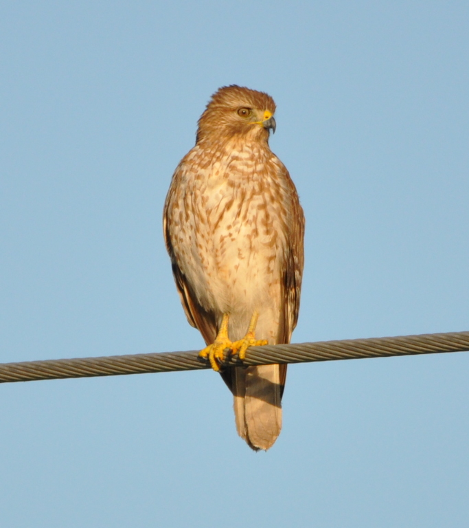 DSC_0625b.JPG