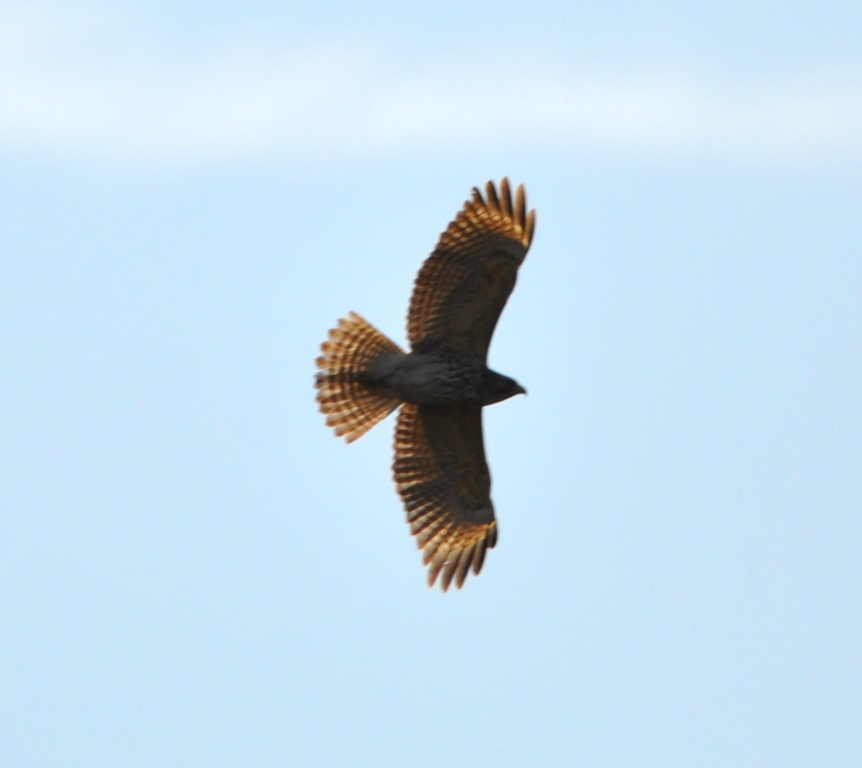 DSC_0648b.JPG