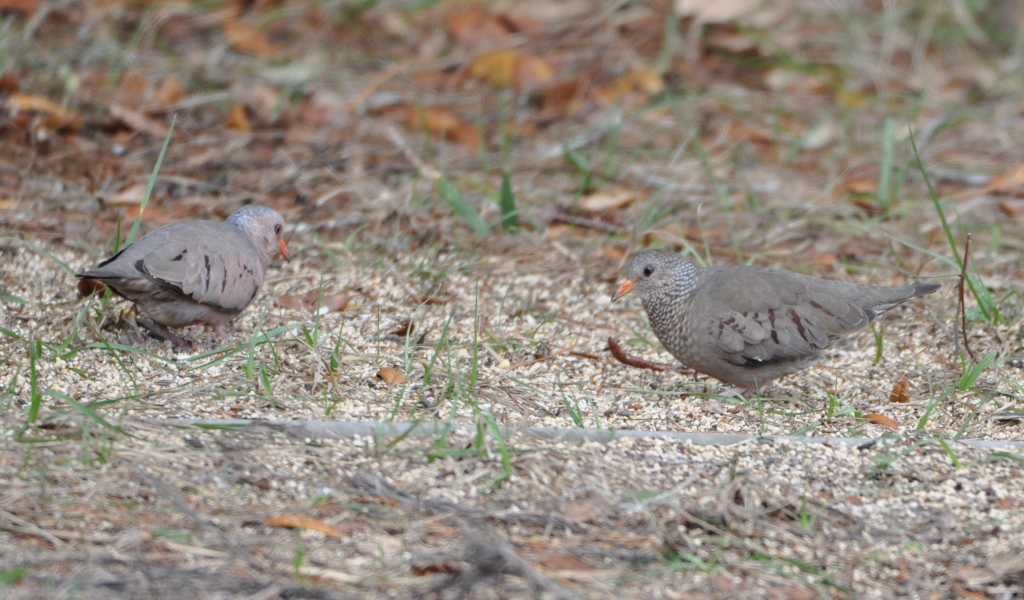DSC_0741b.JPG