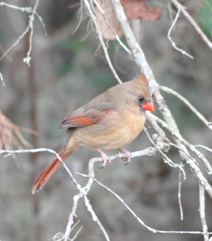 DSC_0781b.JPG