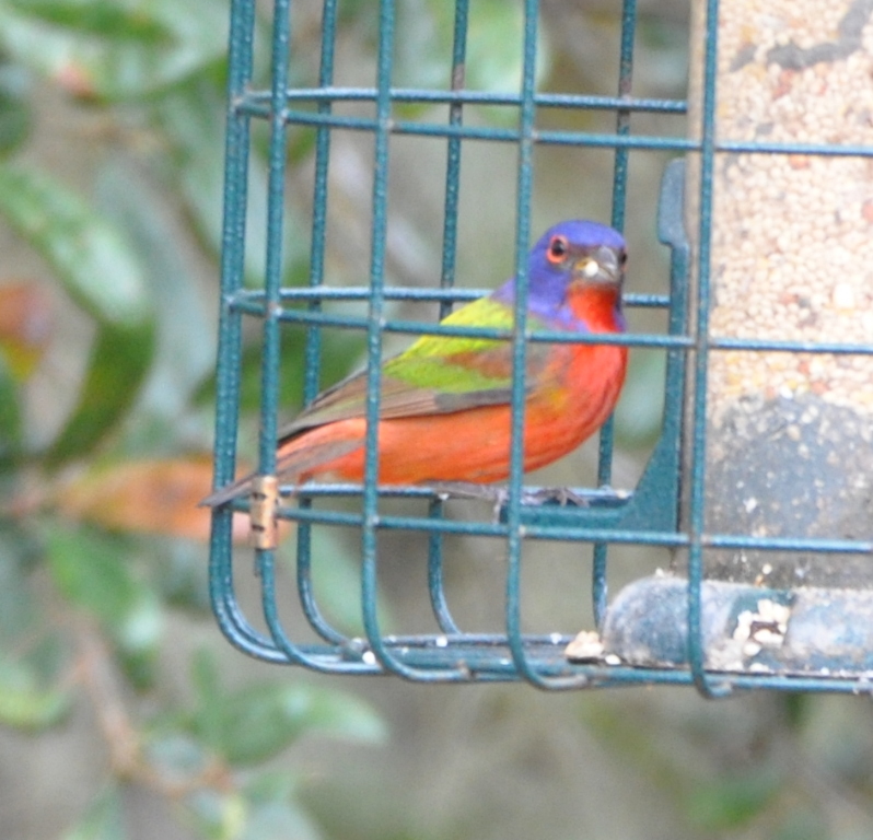 DSC_0790b.JPG