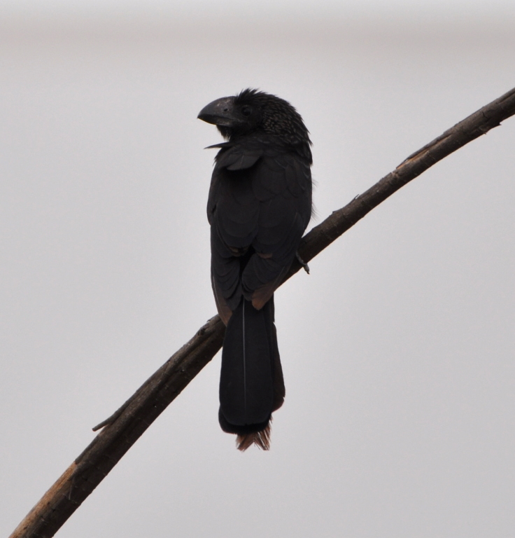 DSC_0932b.JPG