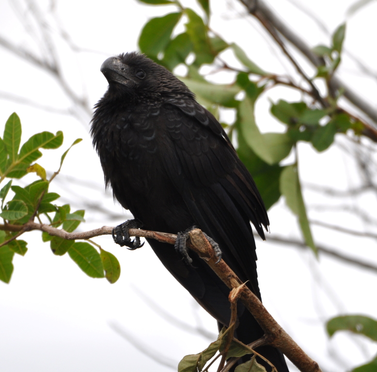 DSC_0987b.JPG