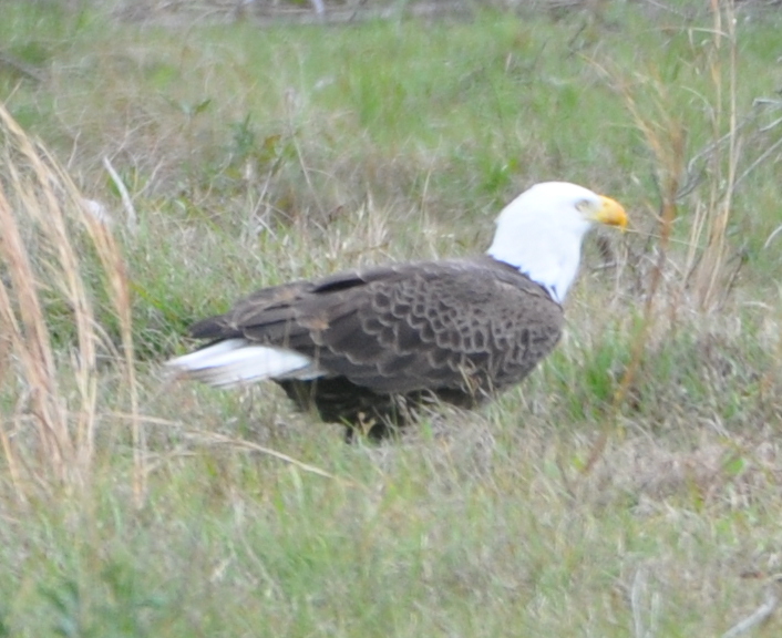 DSC_0143b.JPG