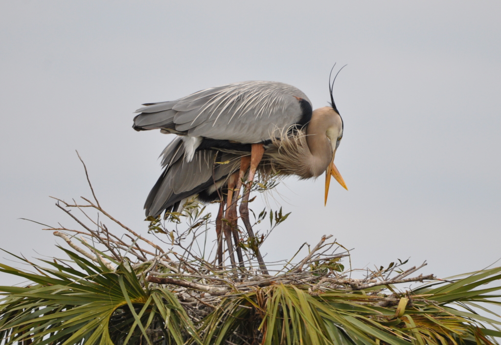 DSC_0156b.JPG