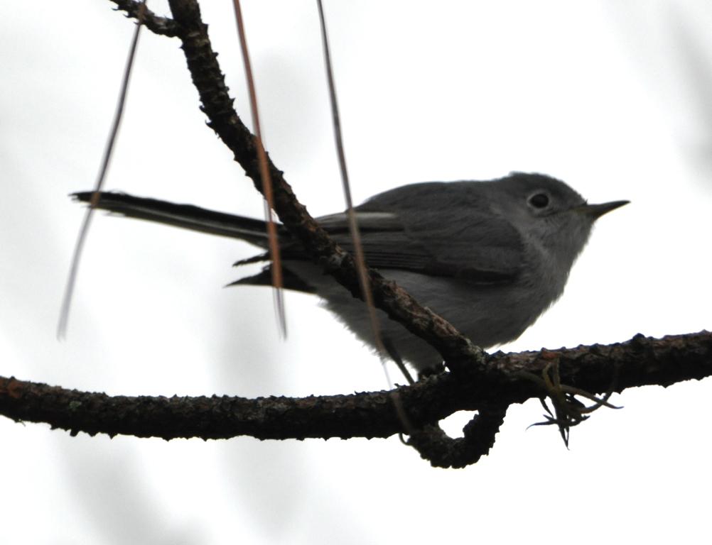 DSC_0427b.JPG