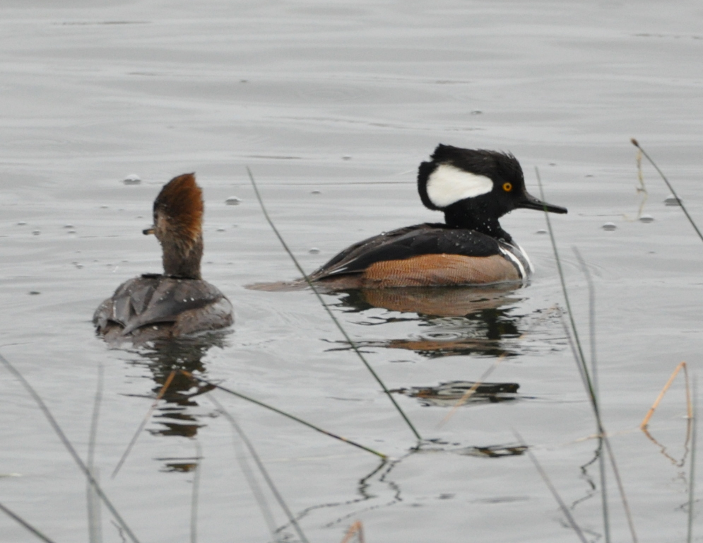 DSC_0431b.JPG