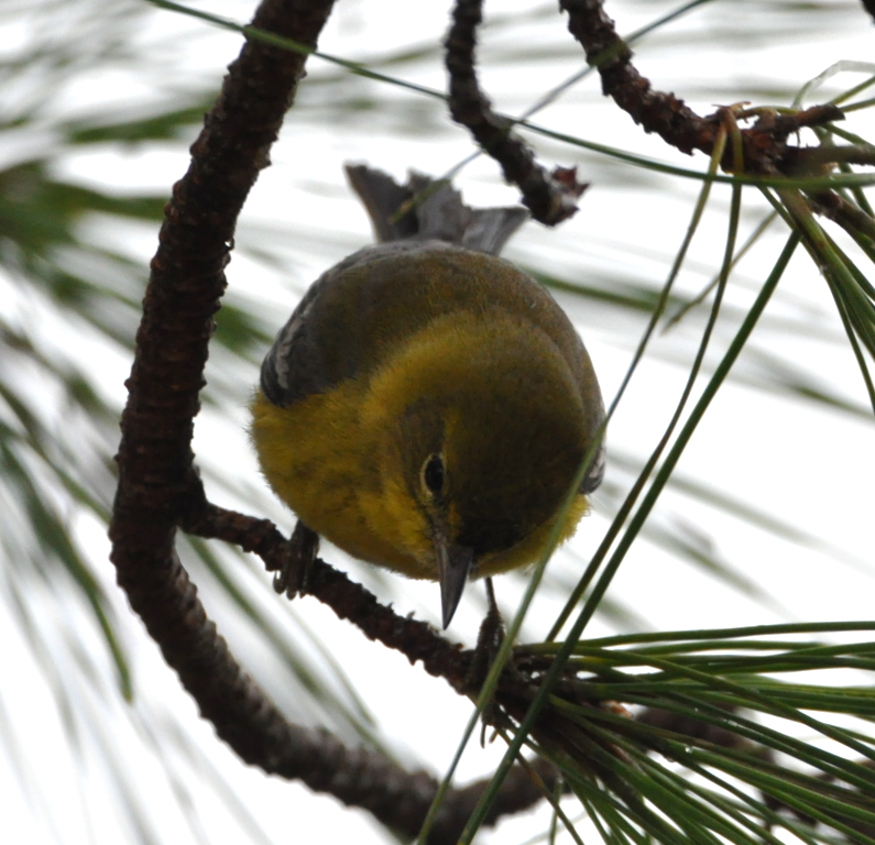 DSC_0437b.JPG