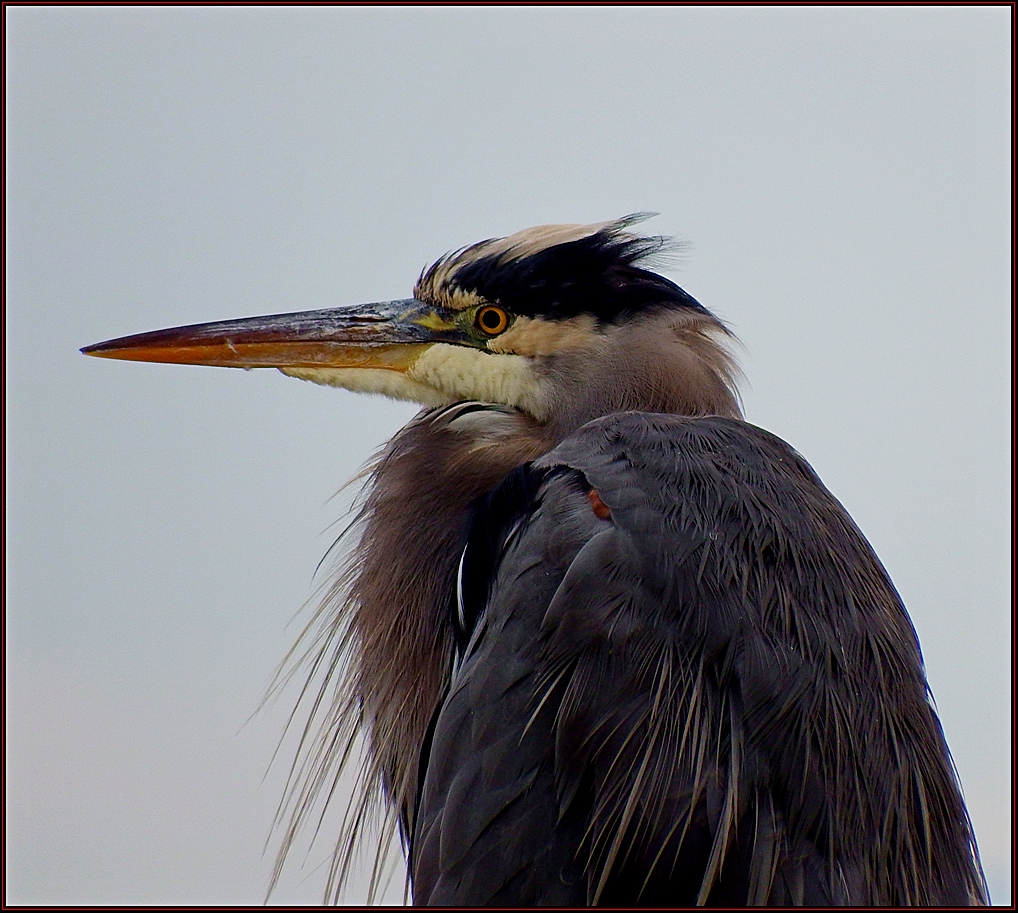 Todys Heron at the Harbour.jpg