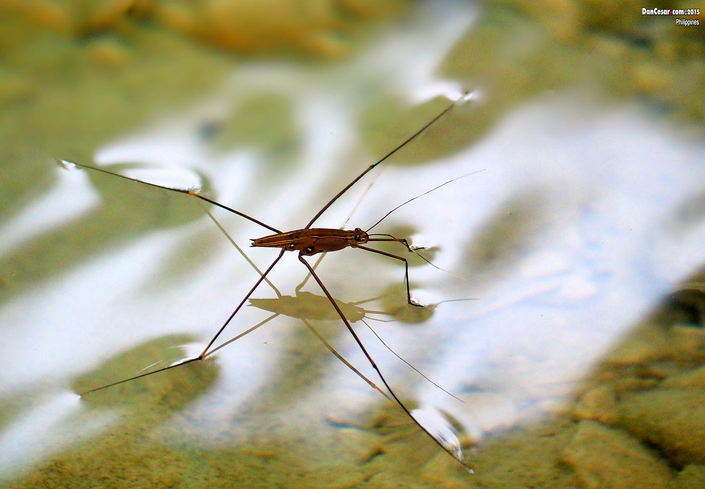 Gerridae